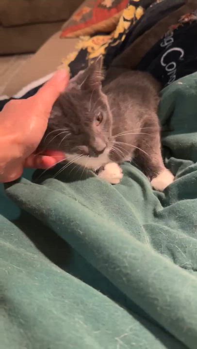 Enlarge Boots, a Adoptable Domestic Short Hair in Milwaukee, WI video 2/4