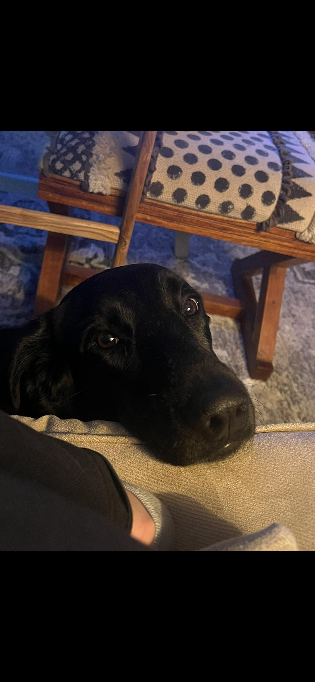 Bailey, an adoptable Black Labrador Retriever in Jamestown, ND, 58402 | Photo Image 4