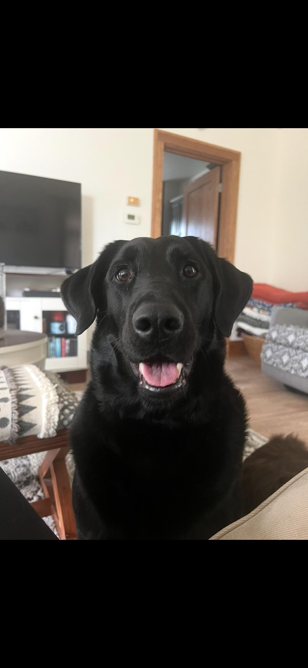 Bailey, an adoptable Black Labrador Retriever in Jamestown, ND, 58402 | Photo Image 1