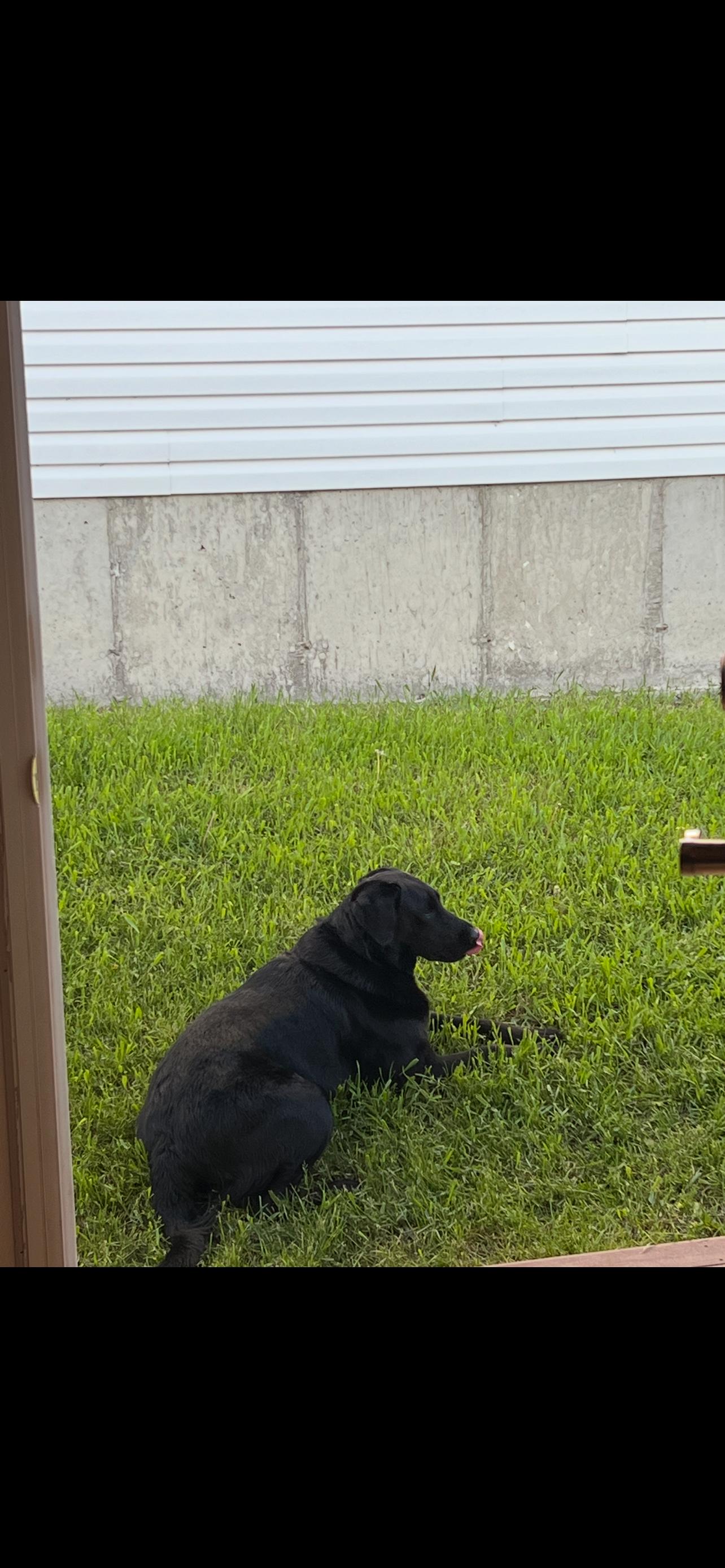 Bailey, an adoptable Black Labrador Retriever in Jamestown, ND, 58402 | Photo Image 3