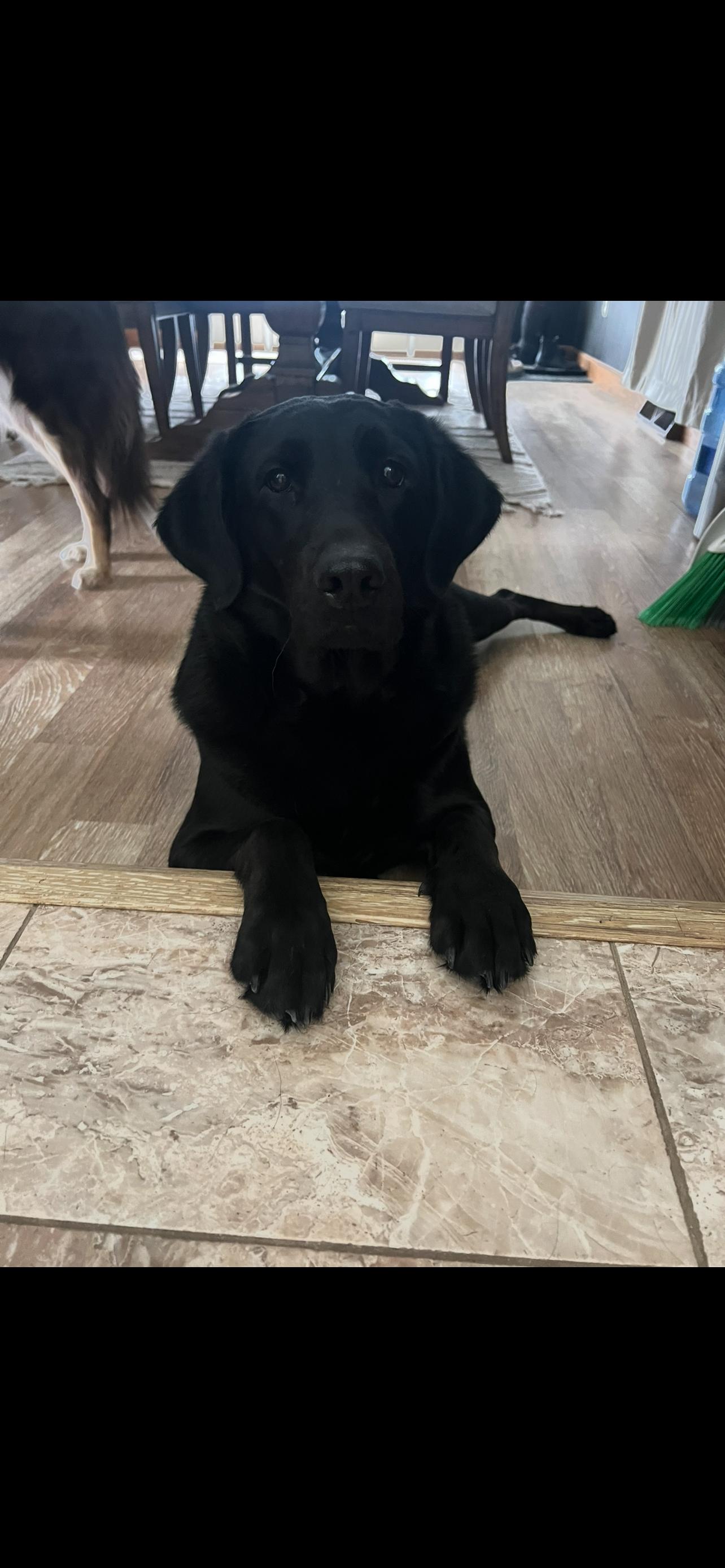 Bailey, an adoptable Black Labrador Retriever in Jamestown, ND, 58402 | Photo Image 6