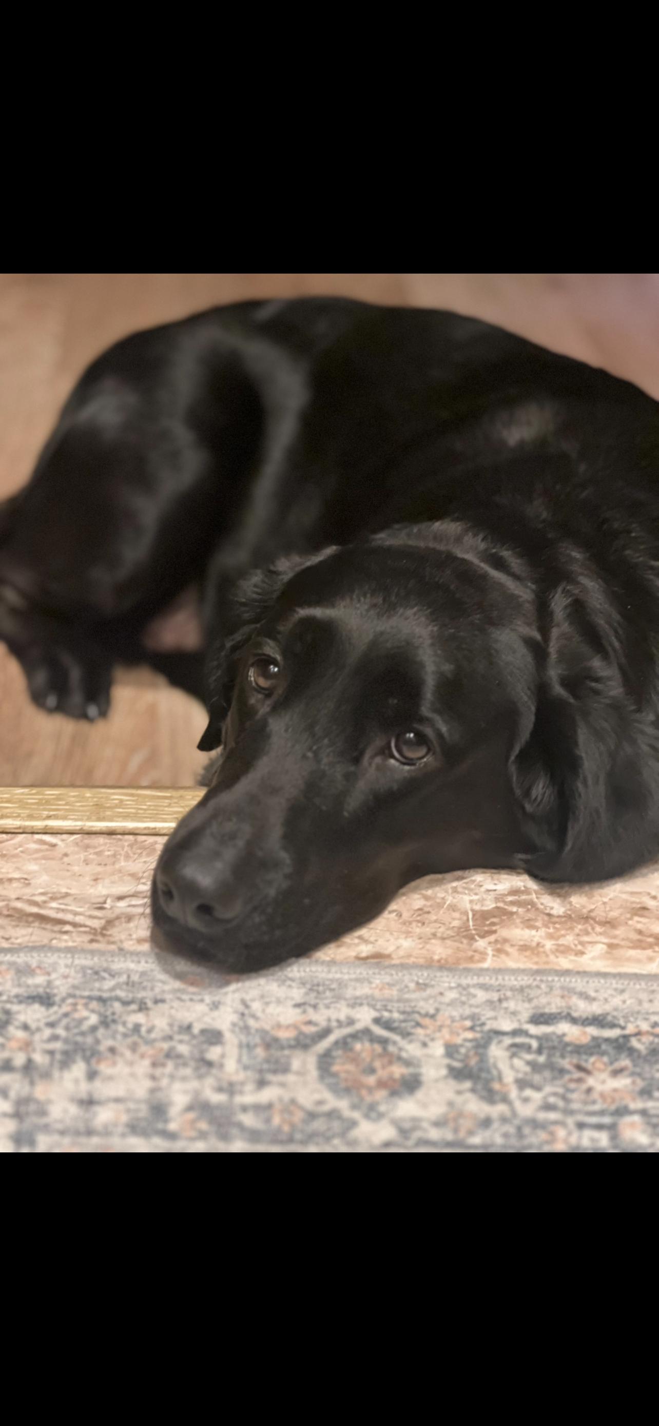 Bailey, an adoptable Black Labrador Retriever in Jamestown, ND, 58402 | Photo Image 5