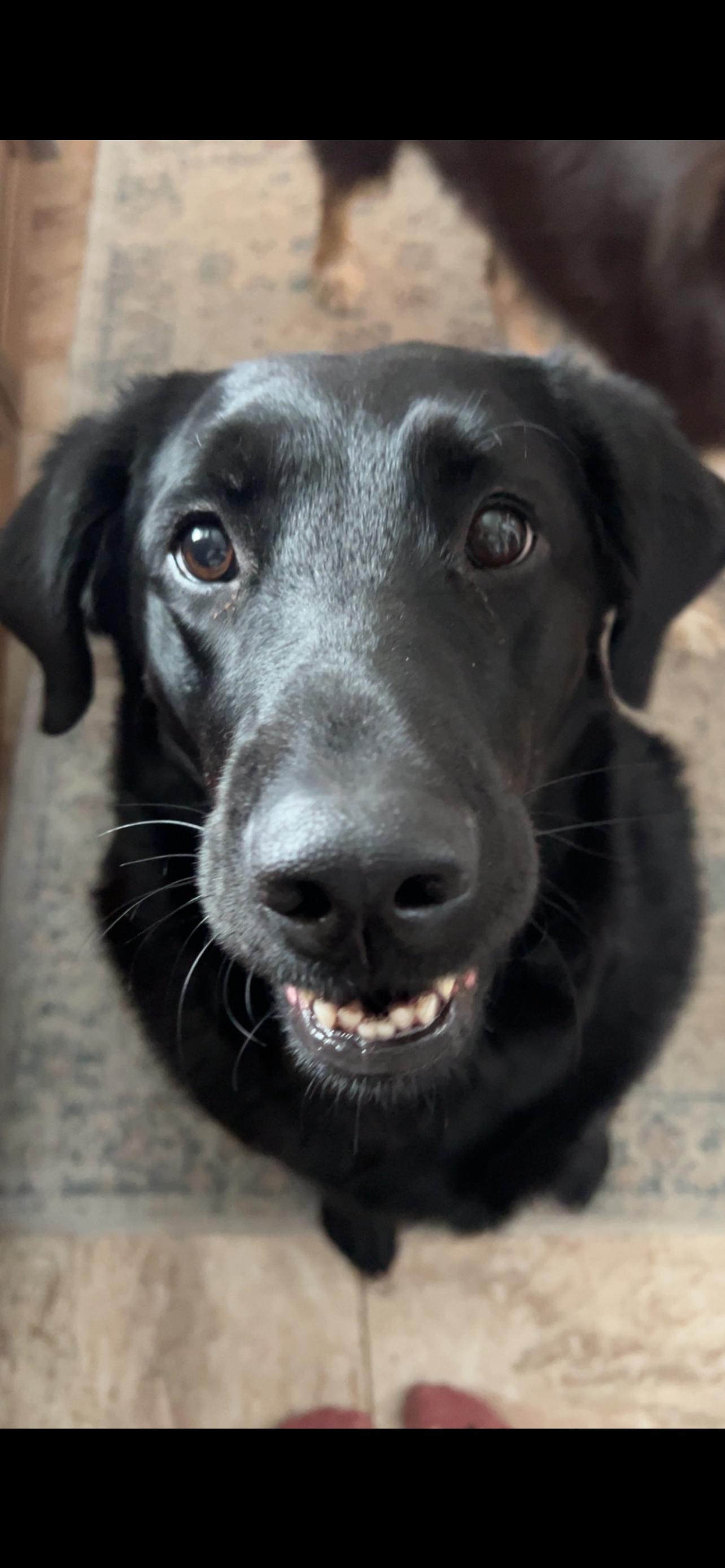 Bailey, an adoptable Black Labrador Retriever in Jamestown, ND, 58402 | Photo Image 2
