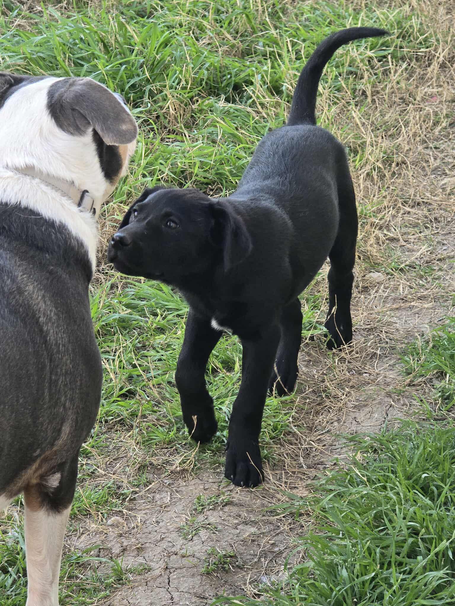 Goose — thumbnail 5