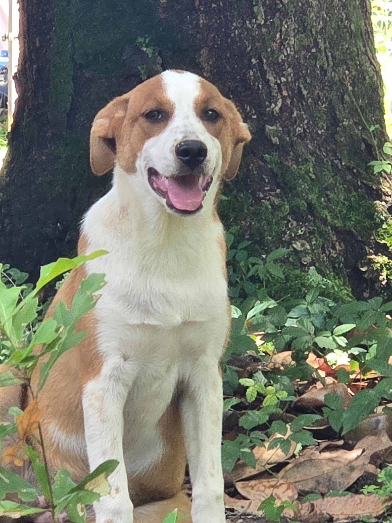 Enlarge Georgia, a Adoptable Mixed Breed in Texarkana, TX image 1/3