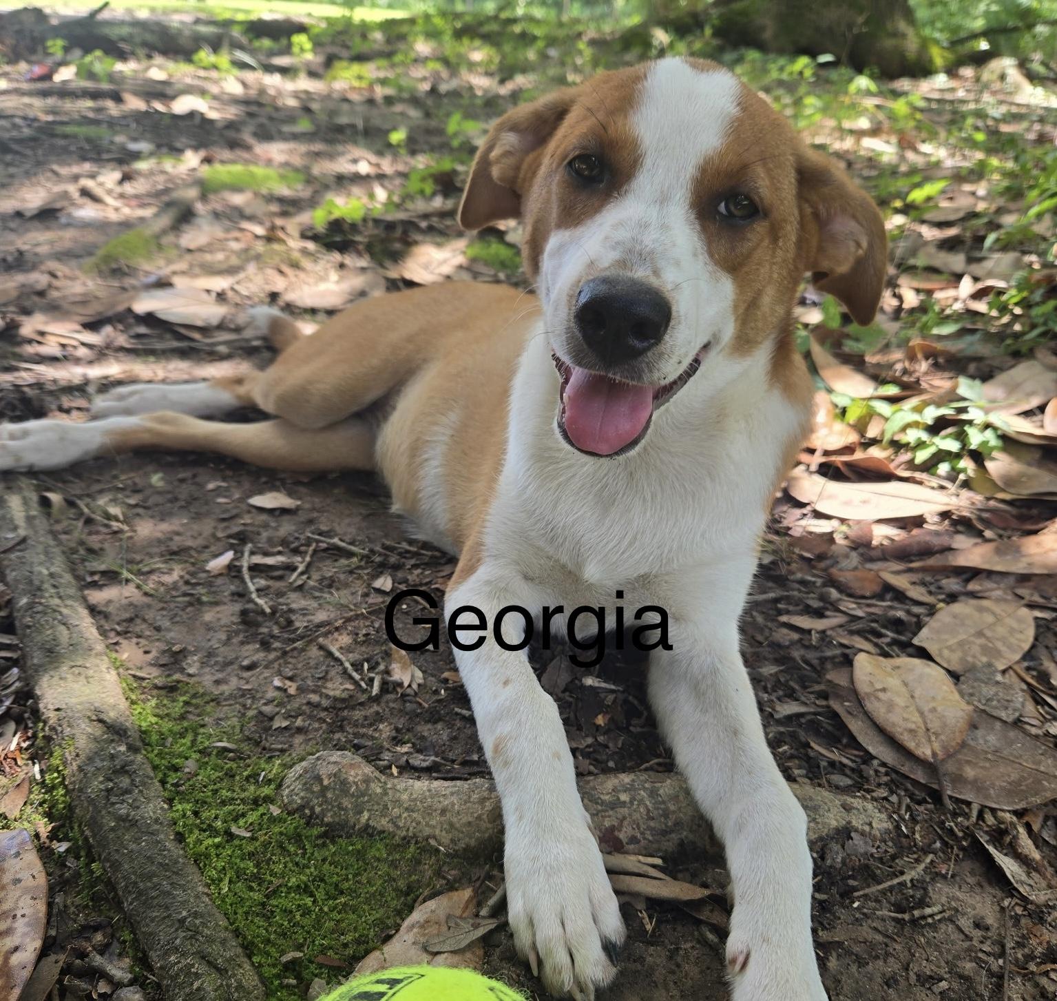 Enlarge Georgia, a Adoptable Mixed Breed in Texarkana, TX image 3/3