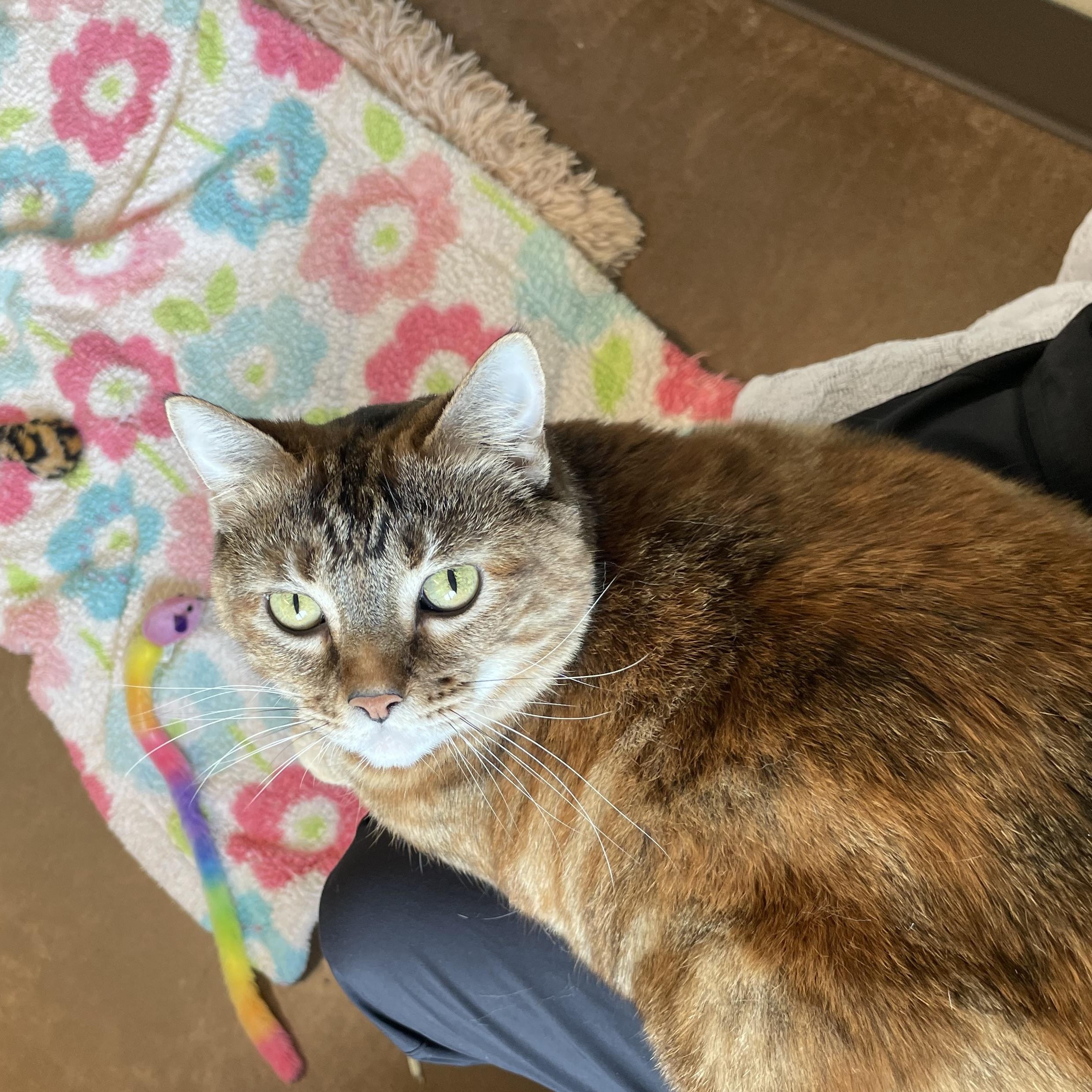 Fredericka, ADOPTABLE, Adult Female Tortoiseshell.