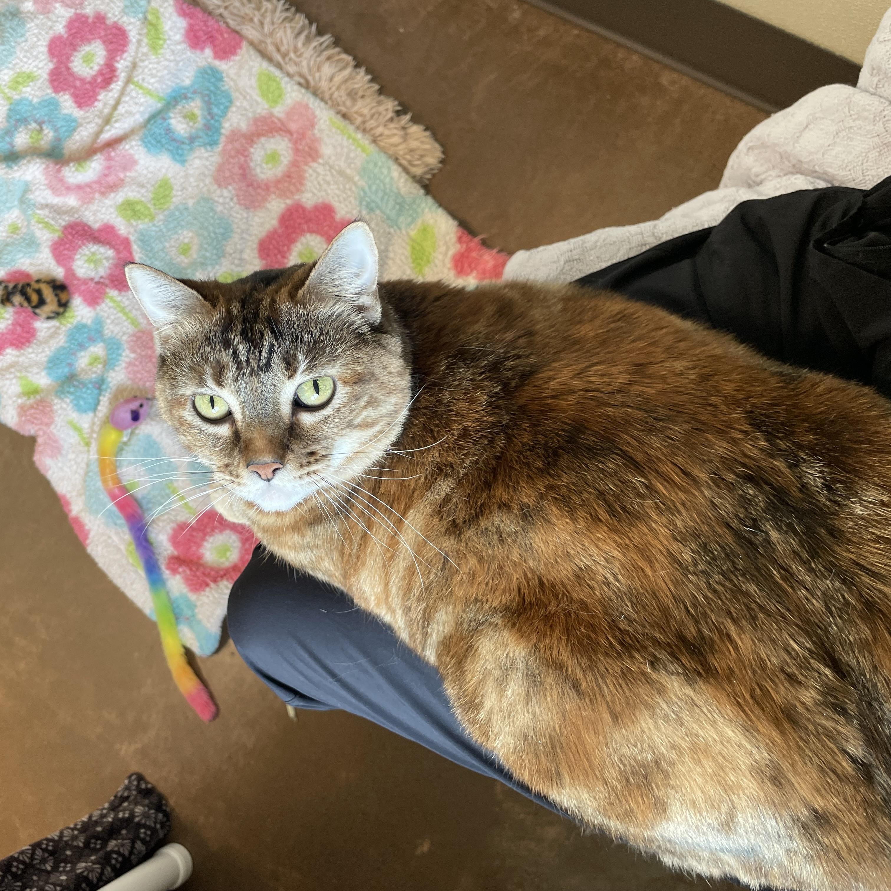 Fredericka, a ADOPTABLE Tortoiseshell in Friday Harbor, WA image 4/6