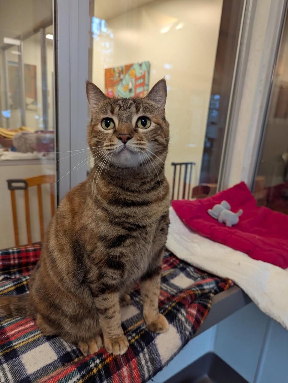Enlarge Fredericka, a ADOPTABLE Tortoiseshell in Friday Harbor, WA image 2/5