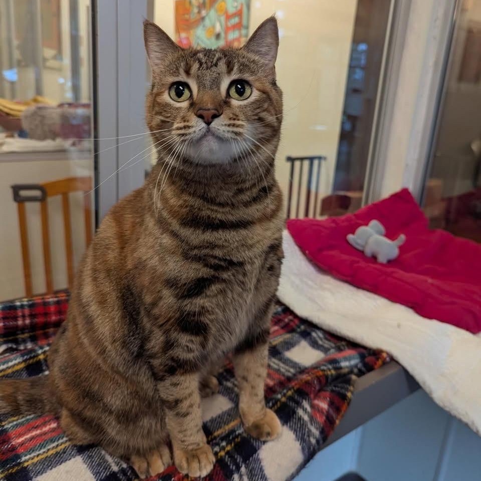 Fredericka, a ADOPTABLE Tortoiseshell in Friday Harbor, WA image 2/6
