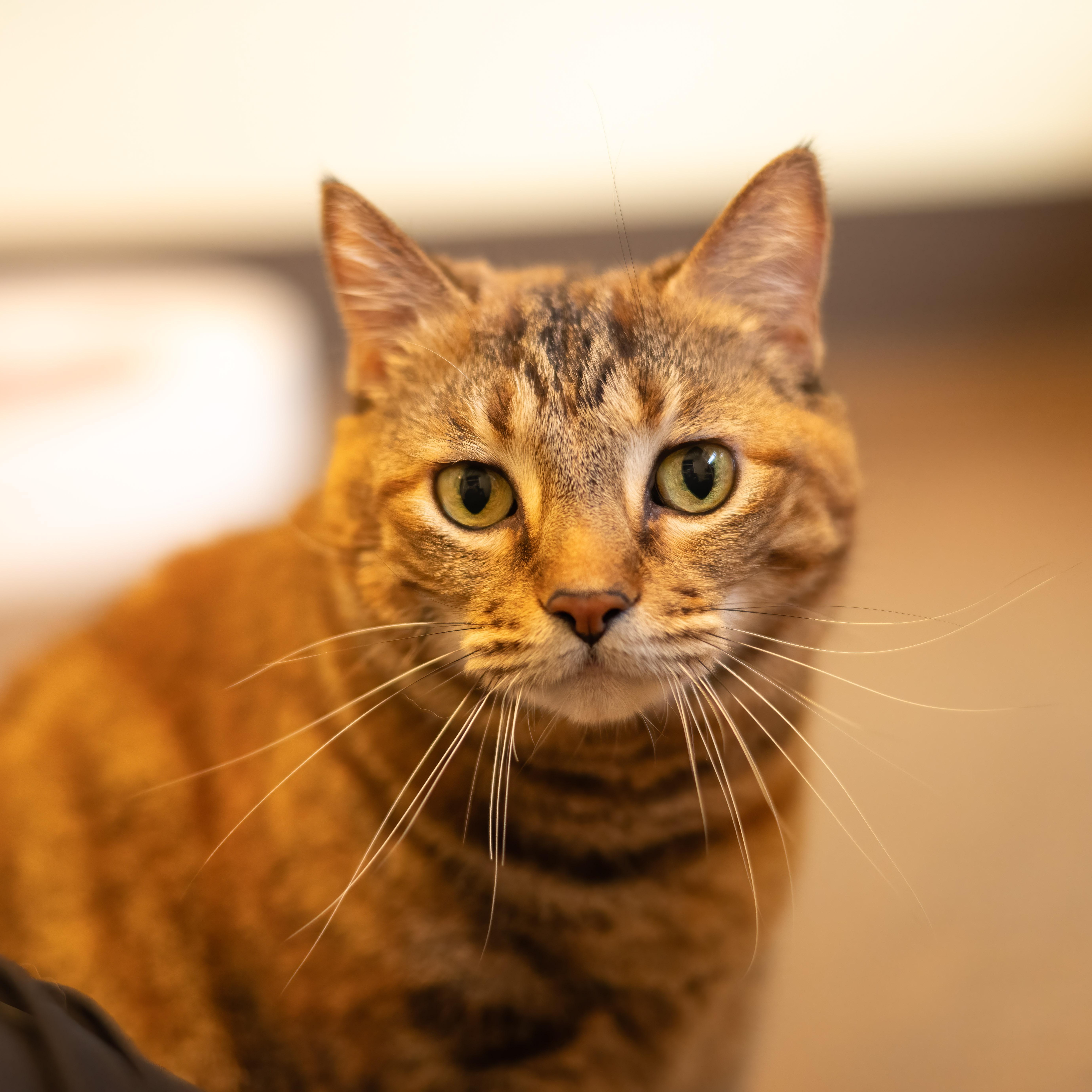 Fredericka, ADOPTABLE, Adult Female Tortoiseshell.