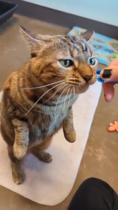 Enlarge Fredericka, a ADOPTABLE Tortoiseshell in Friday Harbor, WA video 5/5