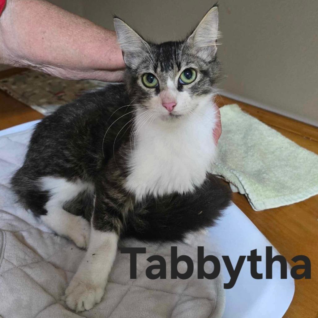 Enlarge Tabbytha, a Adoptable Domestic Medium Hair in Baytown, TX image 1/3