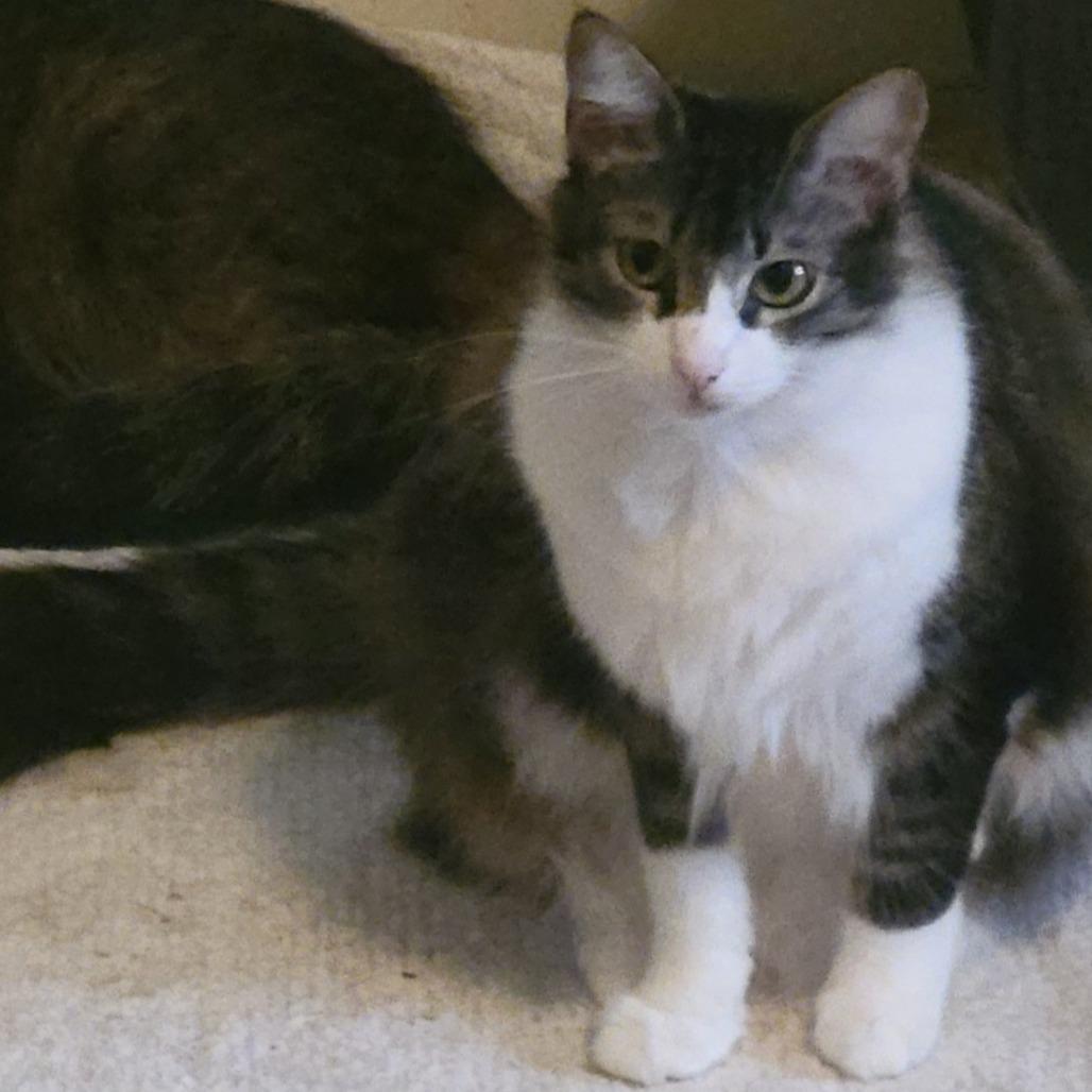 Enlarge Tabbytha, a Adoptable Domestic Medium Hair in Baytown, TX image 2/3