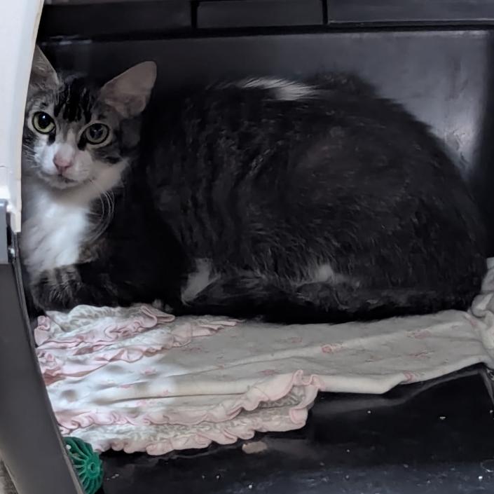 Tabbytha (Mom), Adoptable, Young Female Domestic Medium Hair.