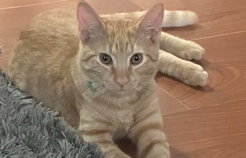 Kevin, Adoptable, Young Male Domestic Short Hair.