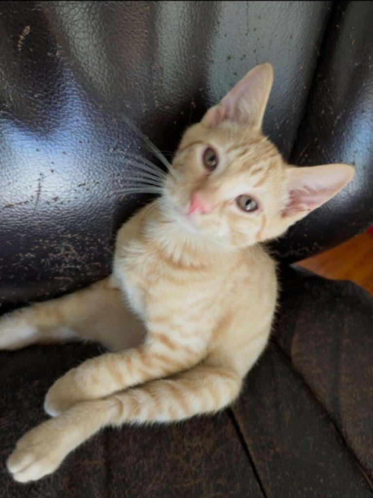 Kevin, a Adoptable mixed breed in Darien, GA image 2/2