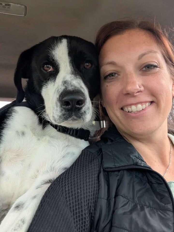 Domino, ADOPTABLE, Young Male Mixed Breed.