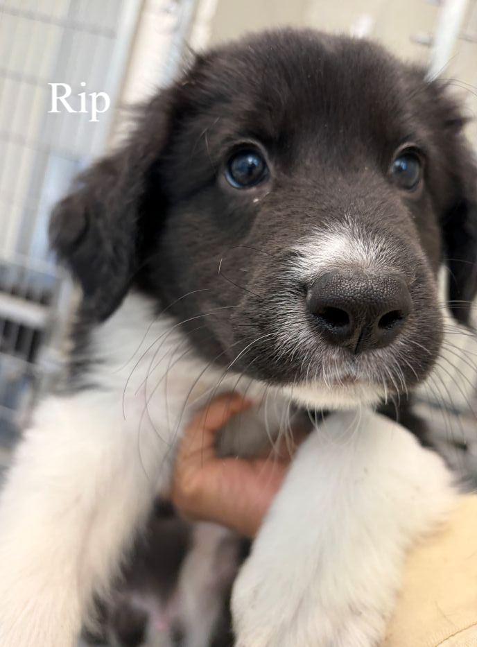 Enlarge Rip, a Adoptable Labrador Retriever in Hilton Head Island, SC image 1/1