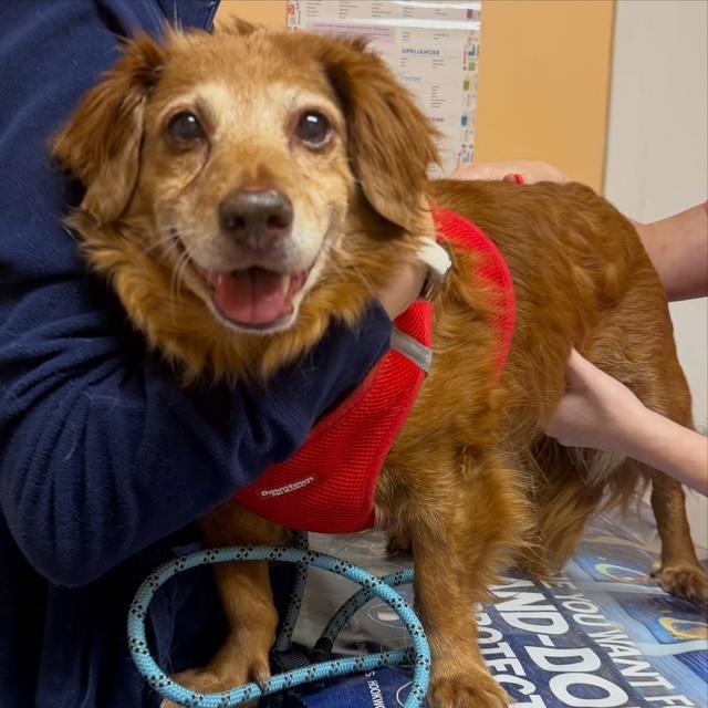 Enlarge Ginger, an adopted mixed breed in Foster, RI image 4/6