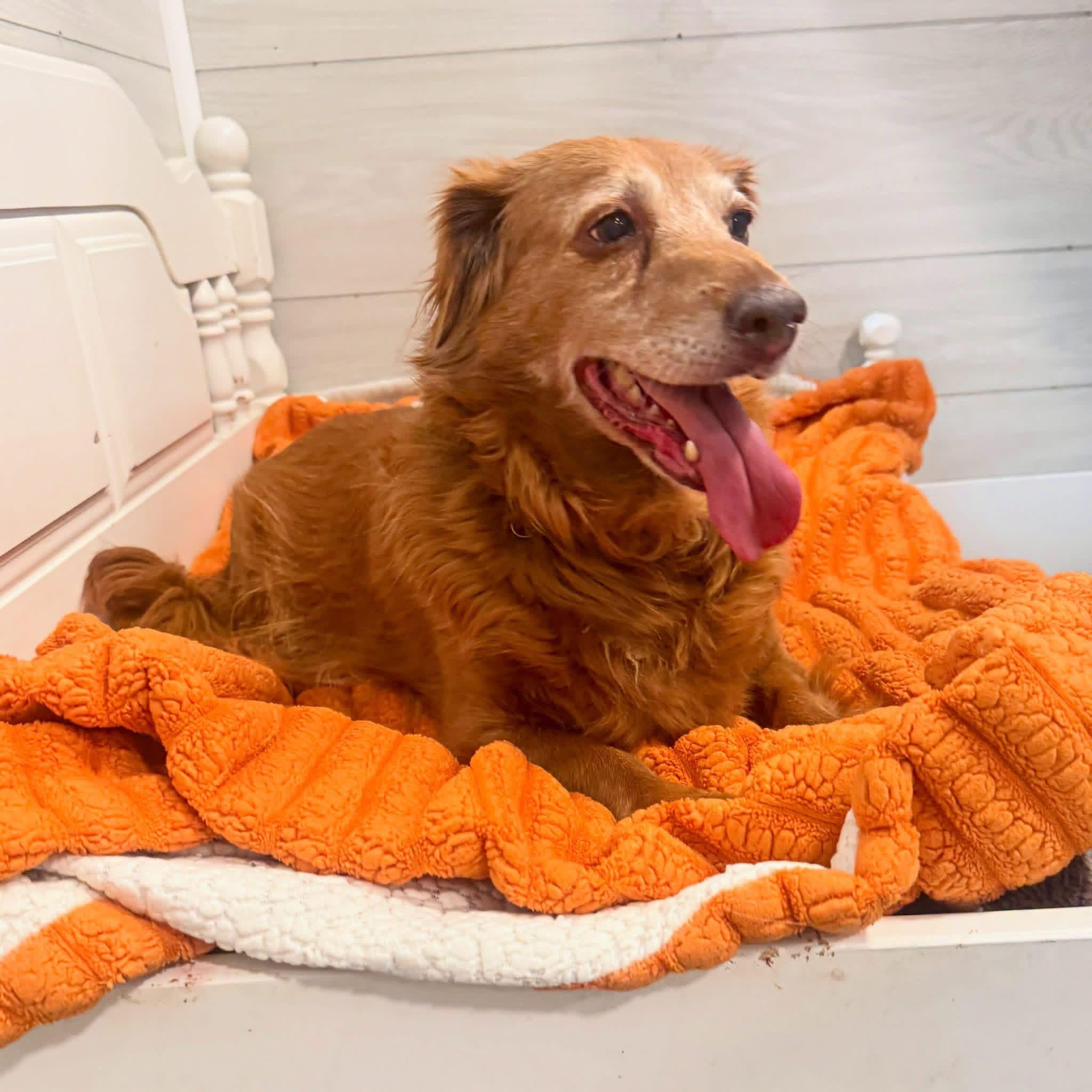 Enlarge Ginger, an adopted mixed breed in Foster, RI image 3/6