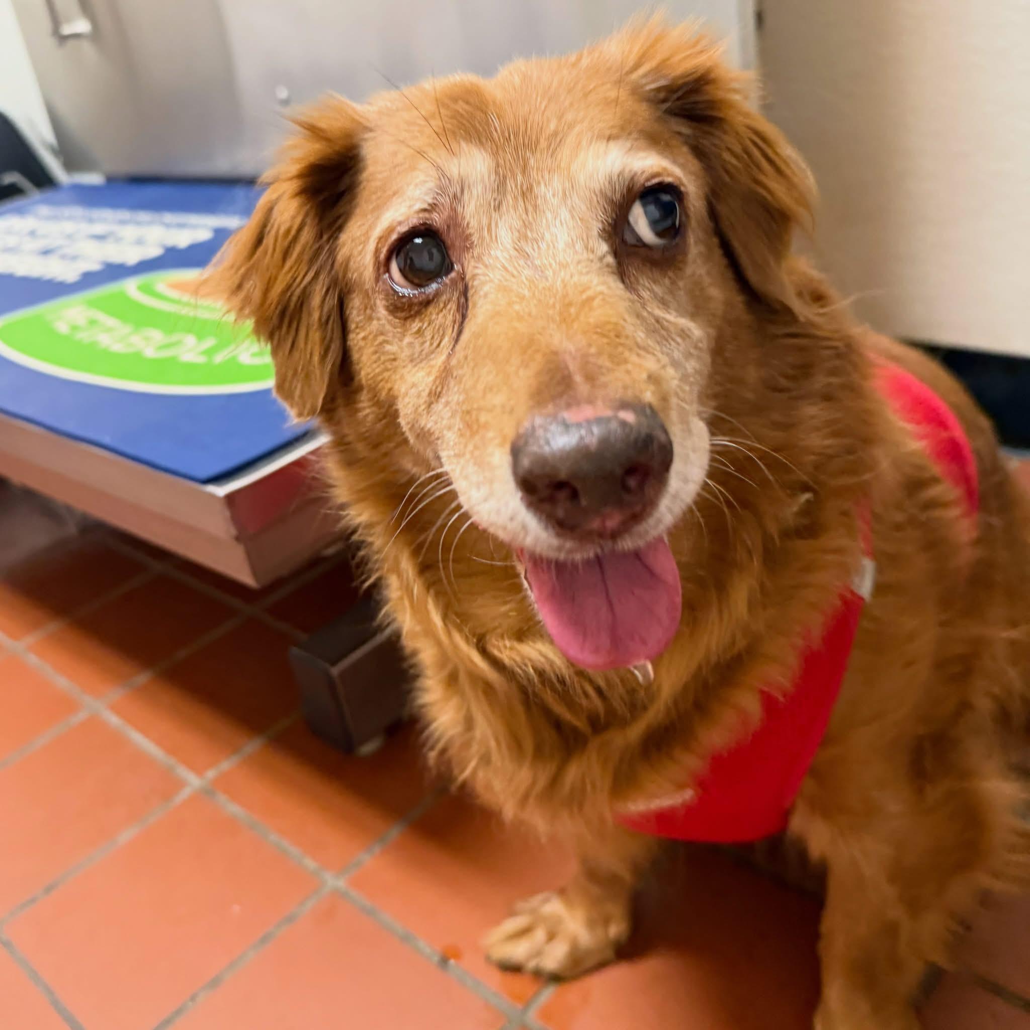 Enlarge Ginger, an adopted mixed breed in Foster, RI image 6/6