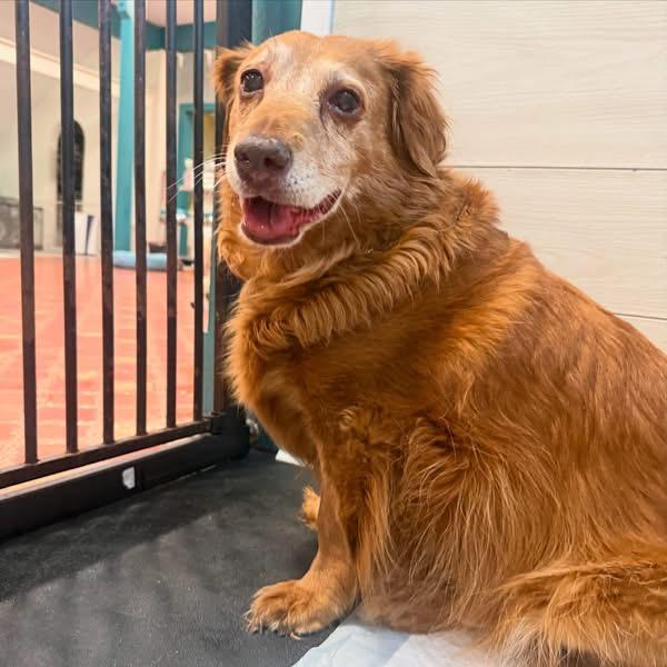 Ginger, adopted, Senior Female Dachshund (Long Haired) & Golden Retriever.