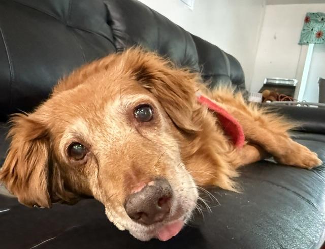 Enlarge Ginger, an adopted mixed breed in Foster, RI image 2/6