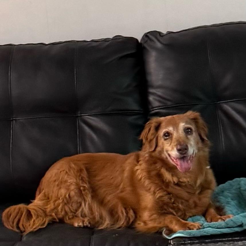 Enlarge Ginger, an adopted mixed breed in Foster, RI image 5/6