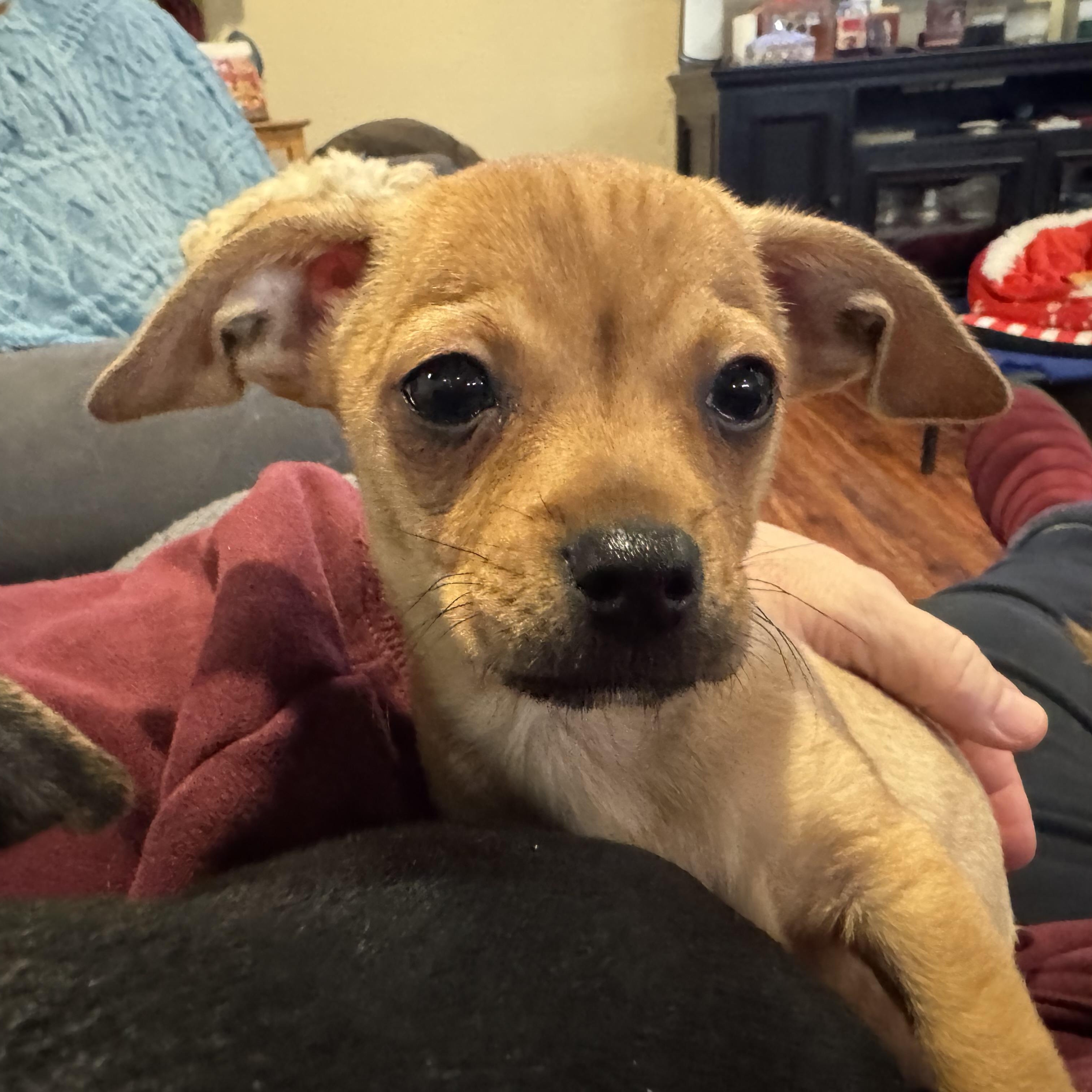 Enlarge Bilbo, a ADOPTABLE mixed breed in citrus heights, CA image 3/4