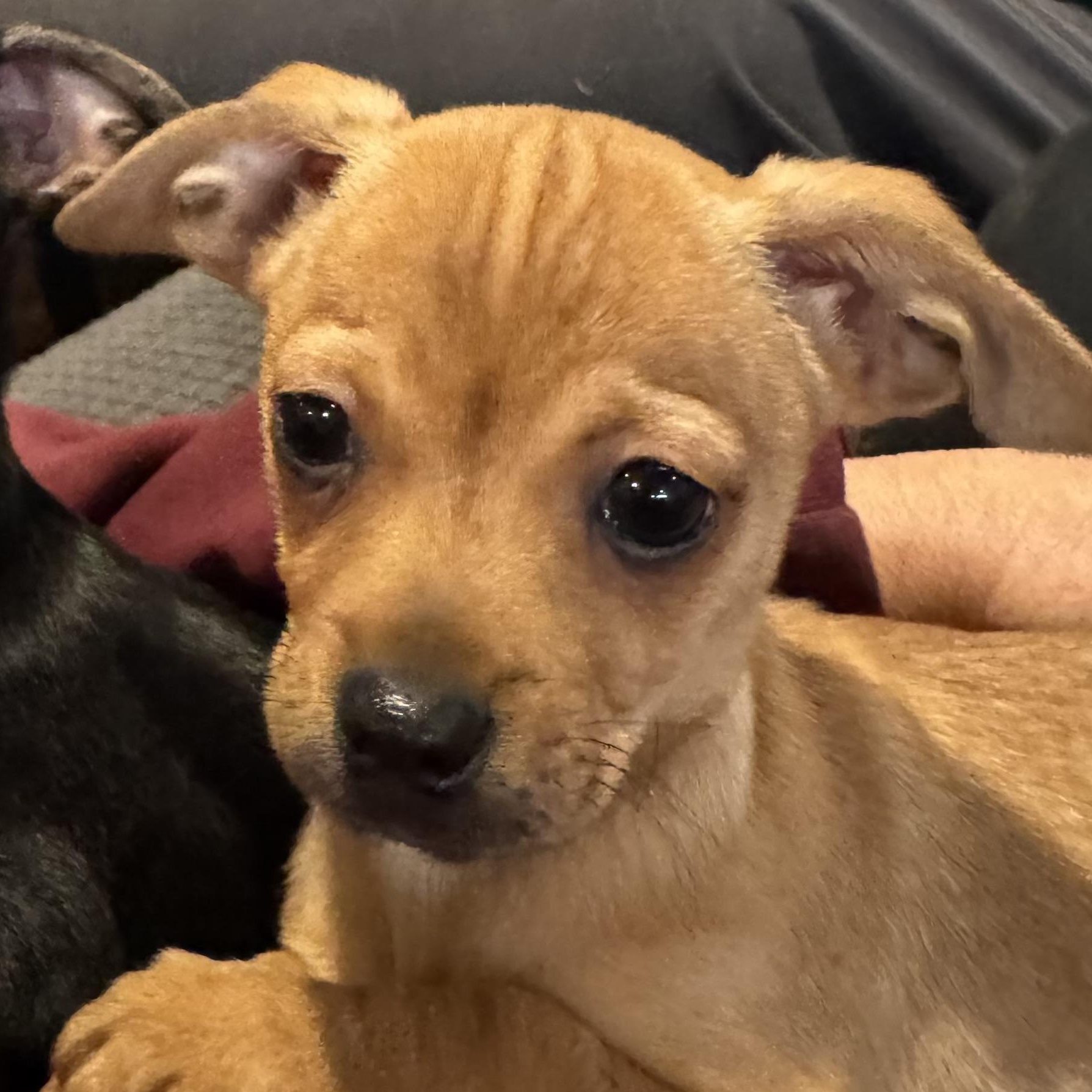 Enlarge Bilbo, a ADOPTABLE mixed breed in citrus heights, CA image 1/4