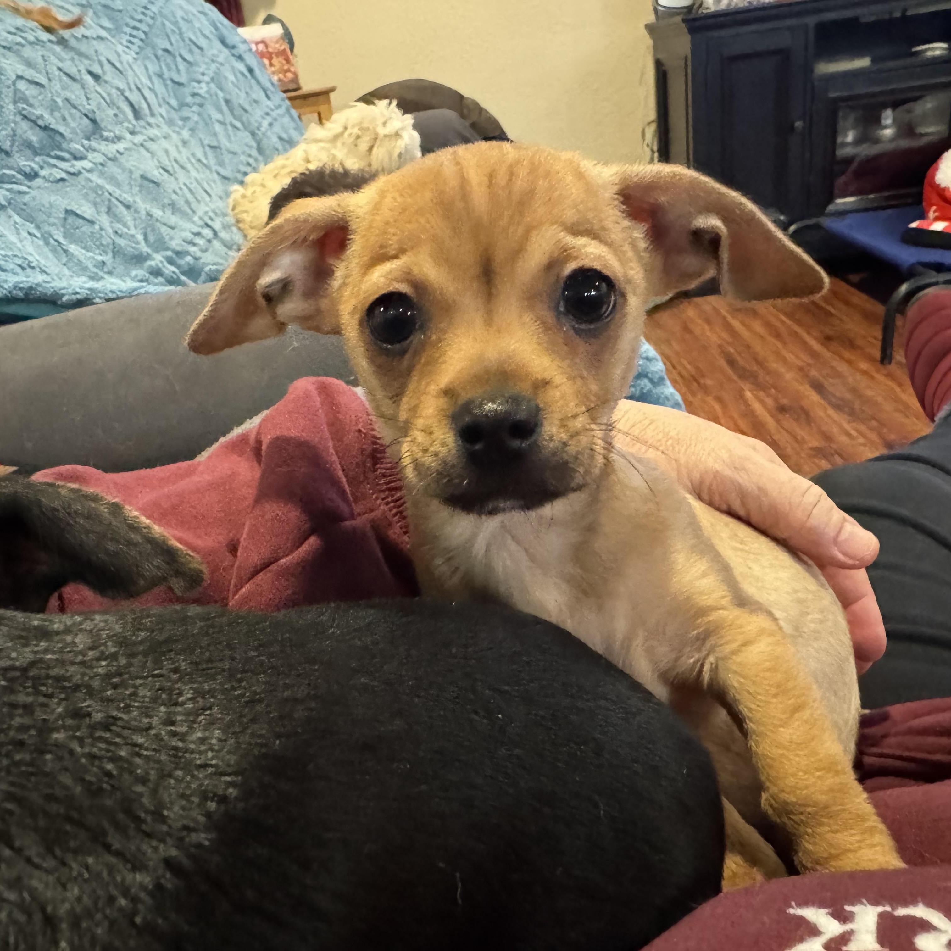 Enlarge Bilbo, a ADOPTABLE mixed breed in citrus heights, CA image 4/4