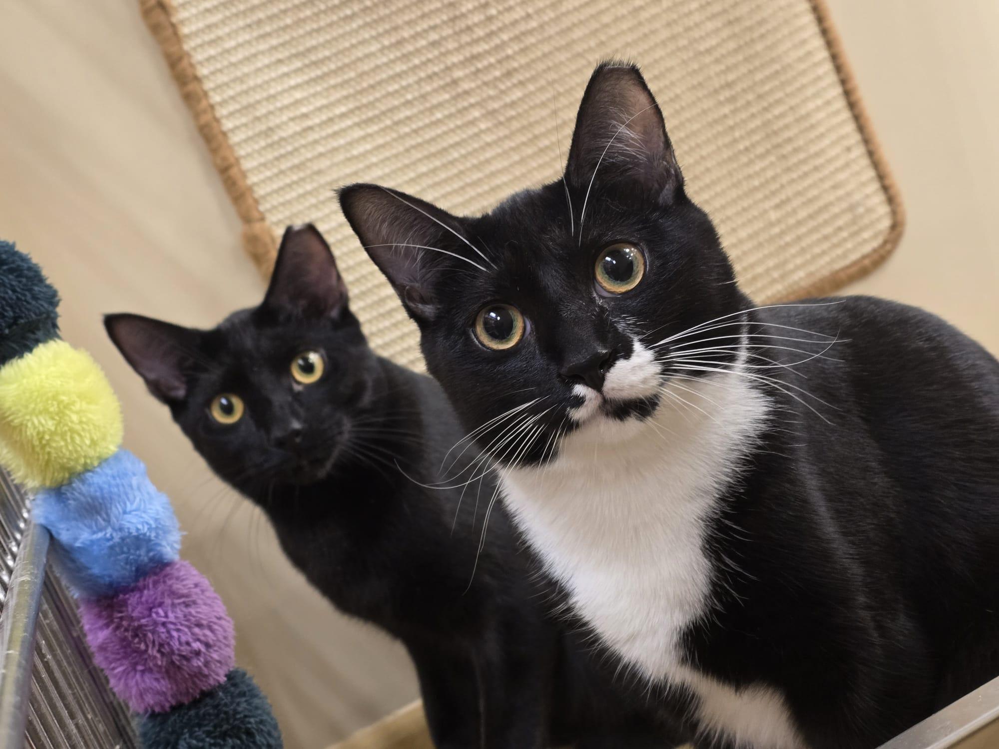 Meet Ryan & Riley – Playful Sibling Duo!, Adoptable, Young Male Tuxedo.