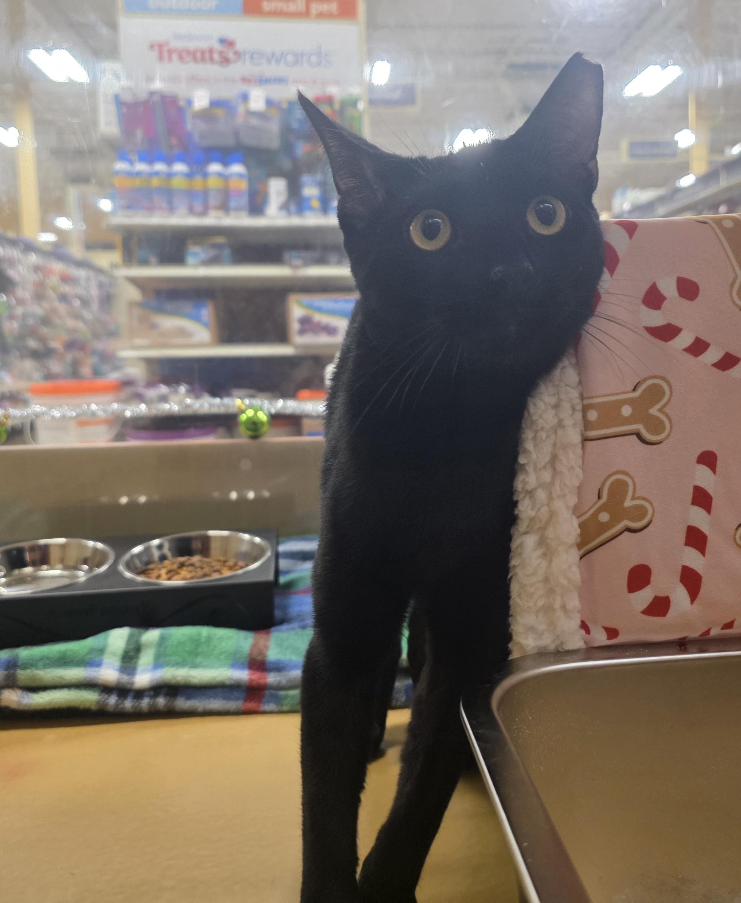 Enlarge Meet Ryan & Riley – Playful Sibling Duo @ NB PetSmart!, a Adoptable Tuxedo in North Bergen, NJ image 5/5
