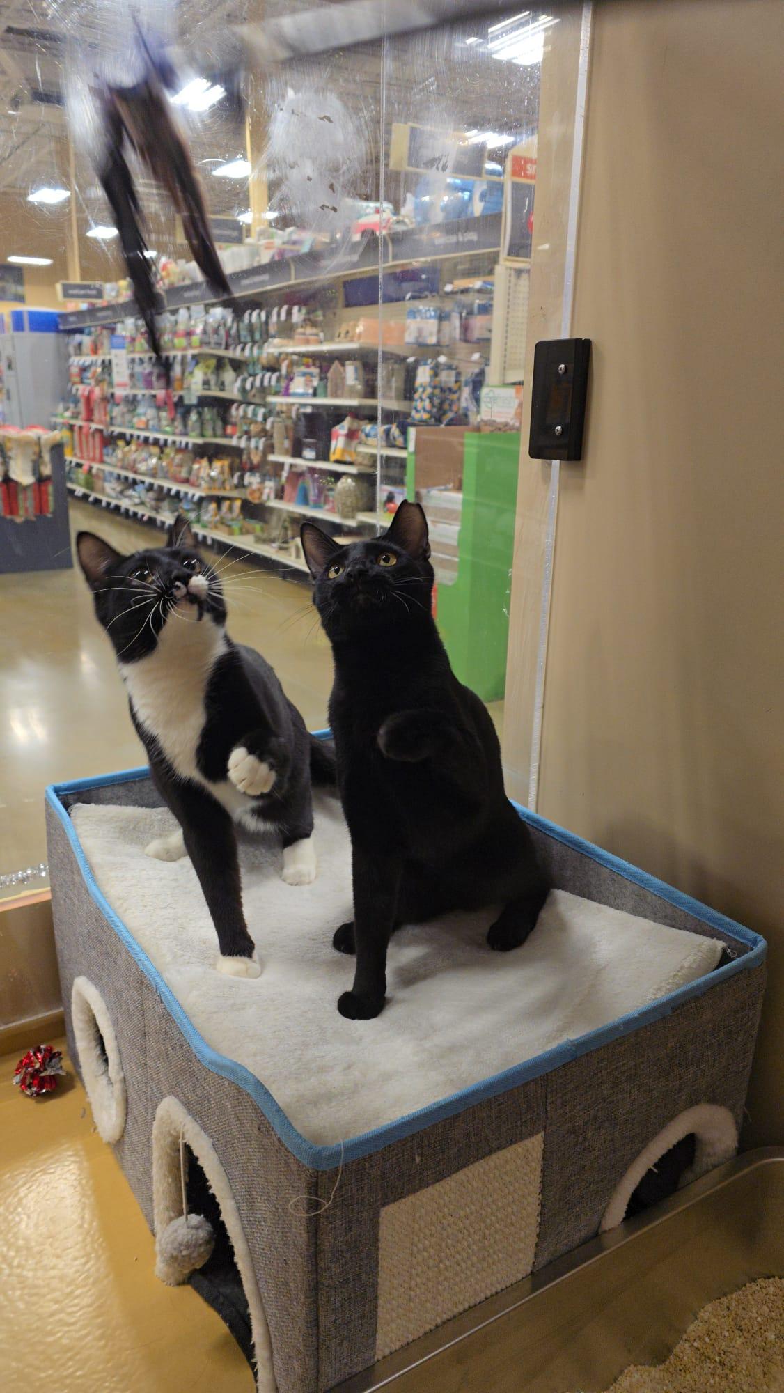 Enlarge Meet Ryan & Riley – Playful Sibling Duo @ NB PetSmart!, a Adoptable Tuxedo in North Bergen, NJ image 4/5