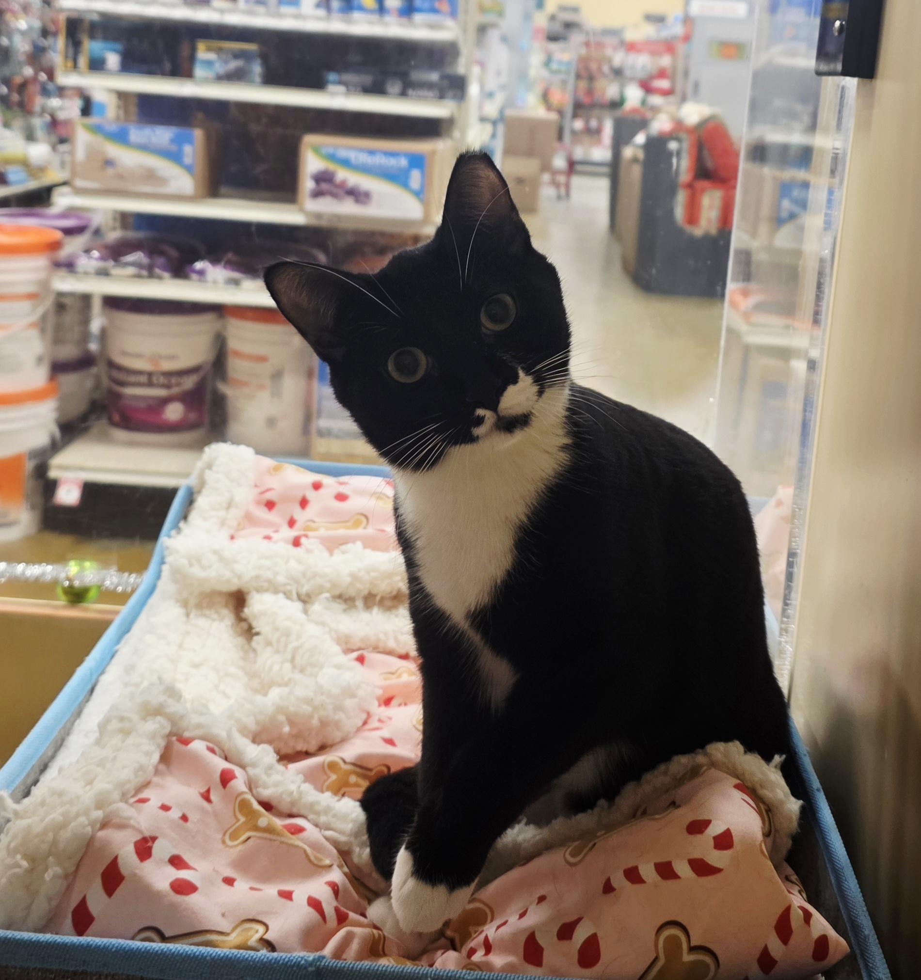 Enlarge Meet Ryan & Riley – Playful Sibling Duo @ NB PetSmart!, a Adoptable Tuxedo in North Bergen, NJ image 3/5