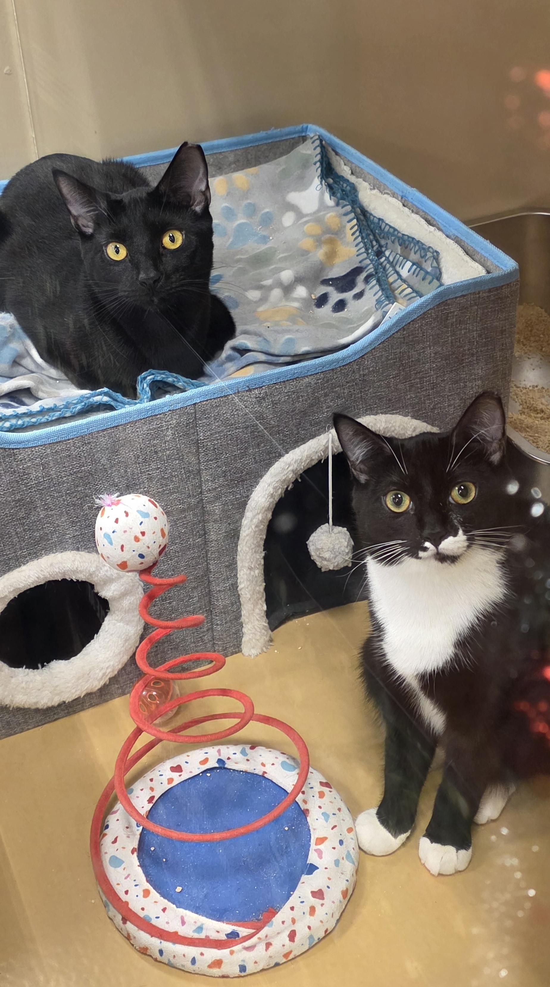 Enlarge Meet Ryan & Riley – Playful Sibling Duo @ NB PetSmart!, a Adoptable Tuxedo in North Bergen, NJ image 1/5
