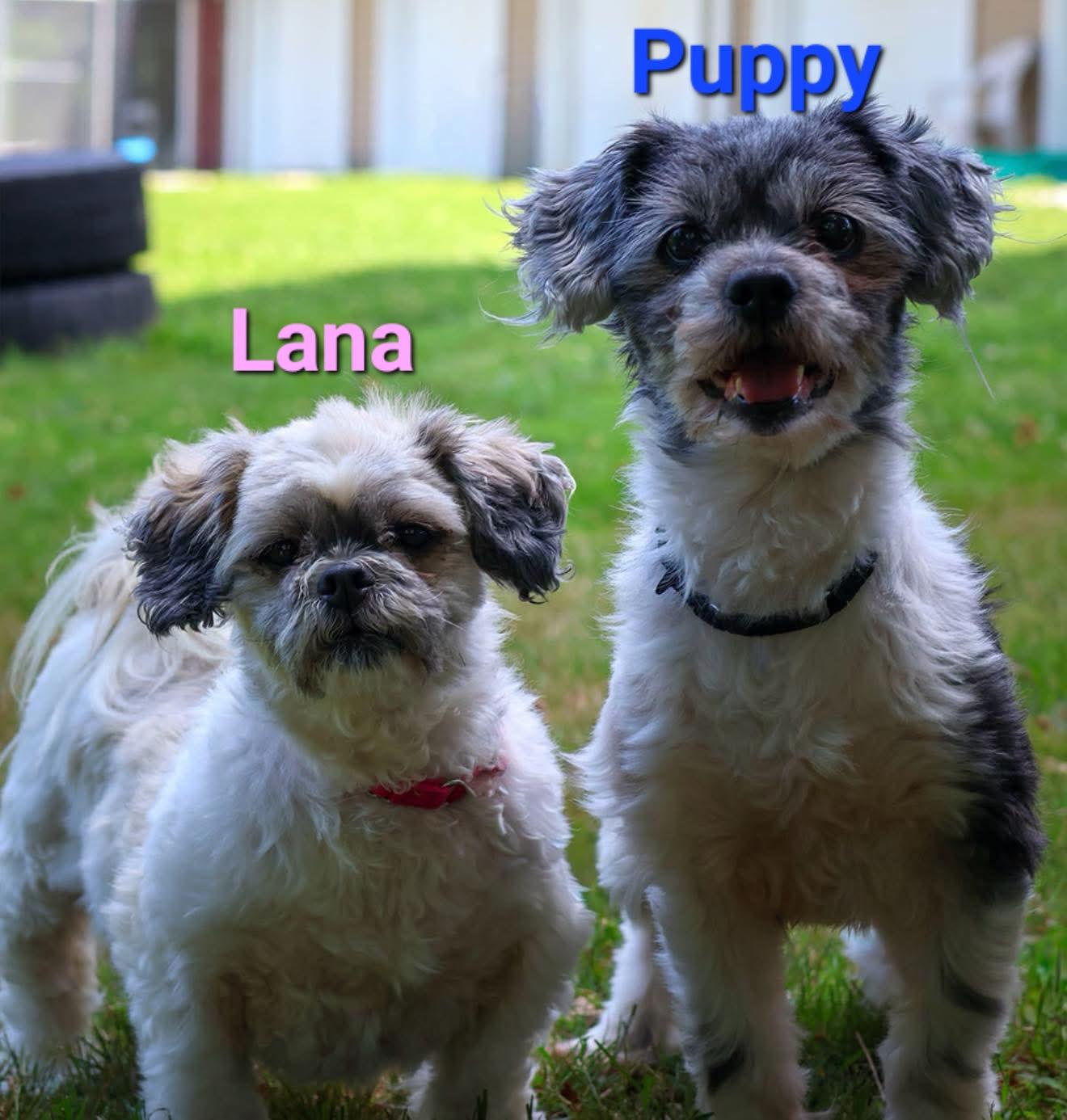 Lana (bonded with Puppy), Adoptable, Senior Female Shih Tzu.