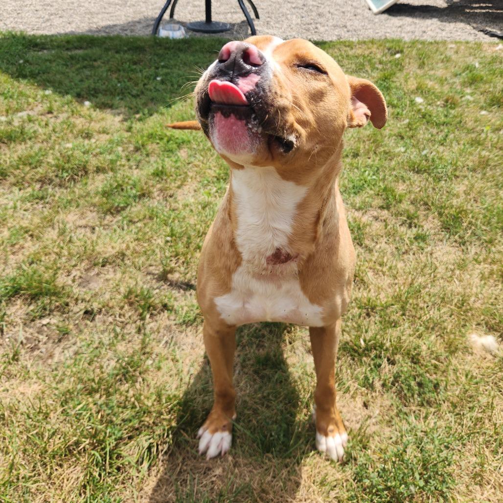 Milo, Adoptable, Adult Male Pit Bull Terrier.