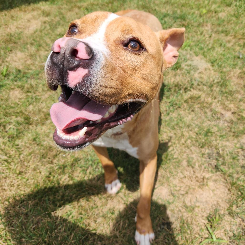 Milo, a Adoptable Pit Bull Terrier in Fort Wayne, IN image 2/6