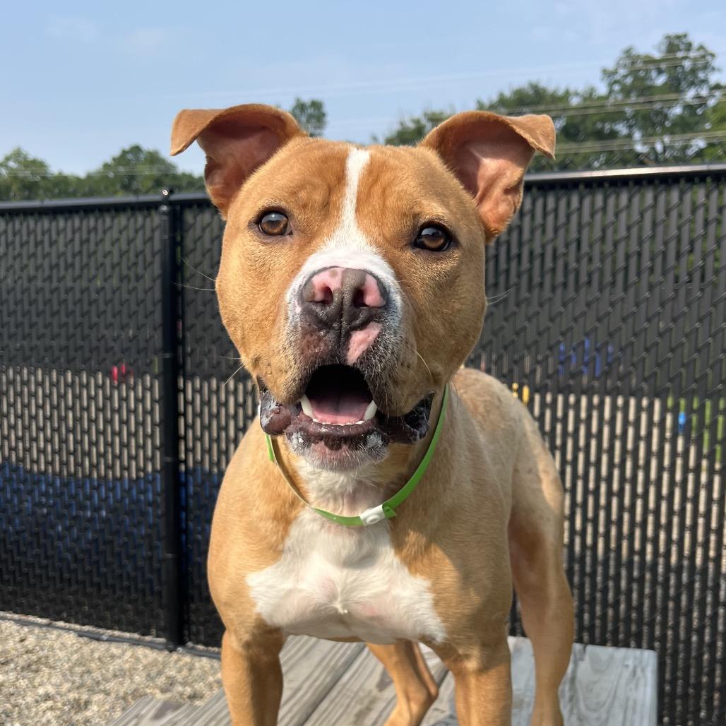 Milo, a Adoptable Pit Bull Terrier in Fort Wayne, IN image 3/6