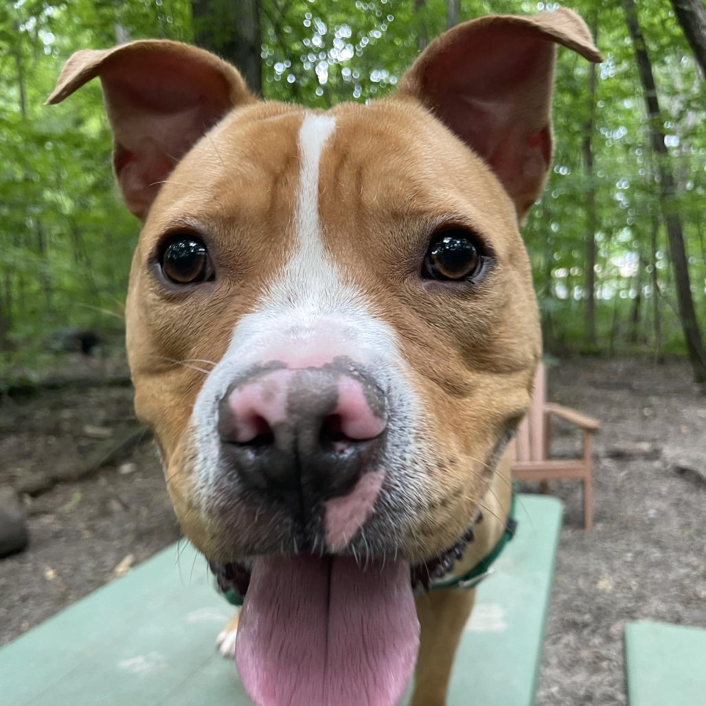 Enlarge Milo, a Adoptable Pit Bull Terrier in Fort Wayne, IN image 2/6