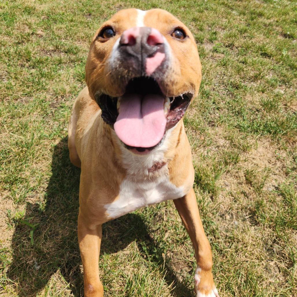 Milo, a Adoptable Pit Bull Terrier in Fort Wayne, IN image 4/6