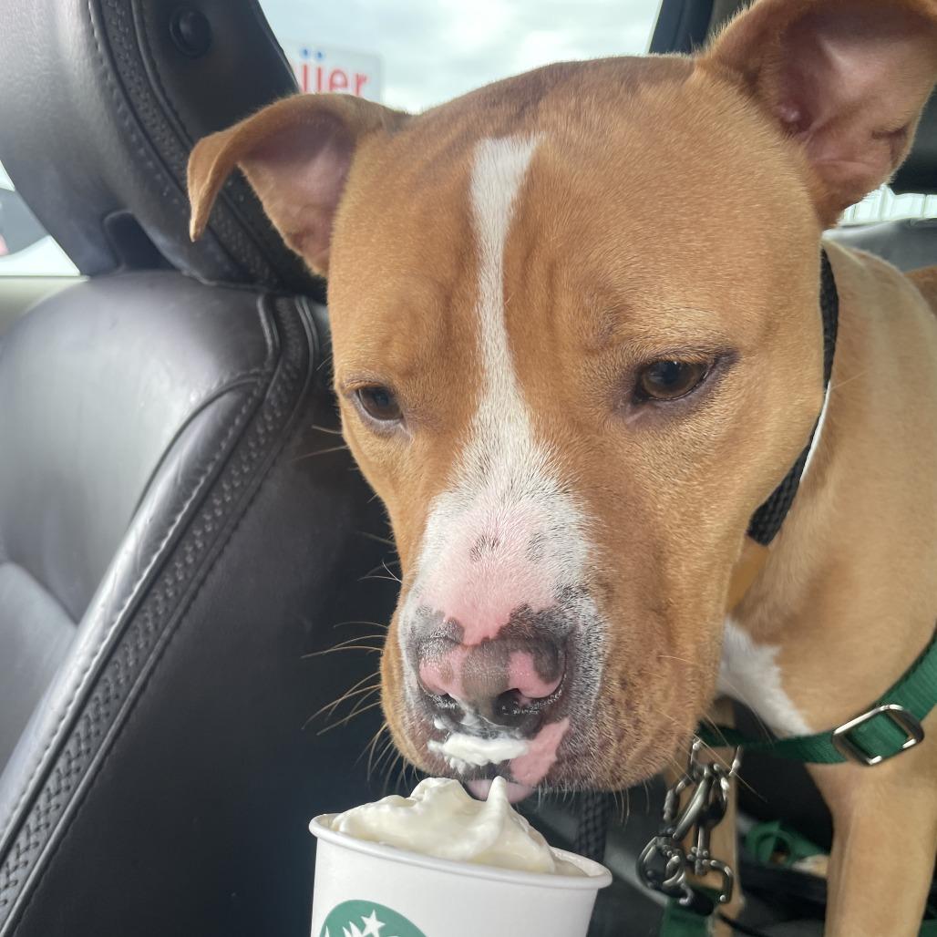 Enlarge Milo, a Adoptable Pit Bull Terrier in Fort Wayne, IN image 4/6