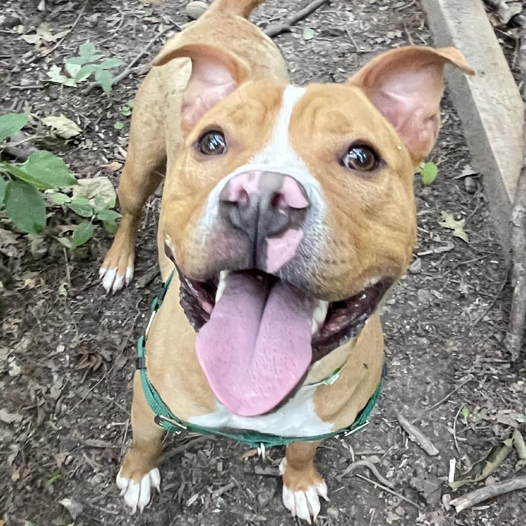 Enlarge Milo, a Adoptable Pit Bull Terrier in Fort Wayne, IN image 5/6
