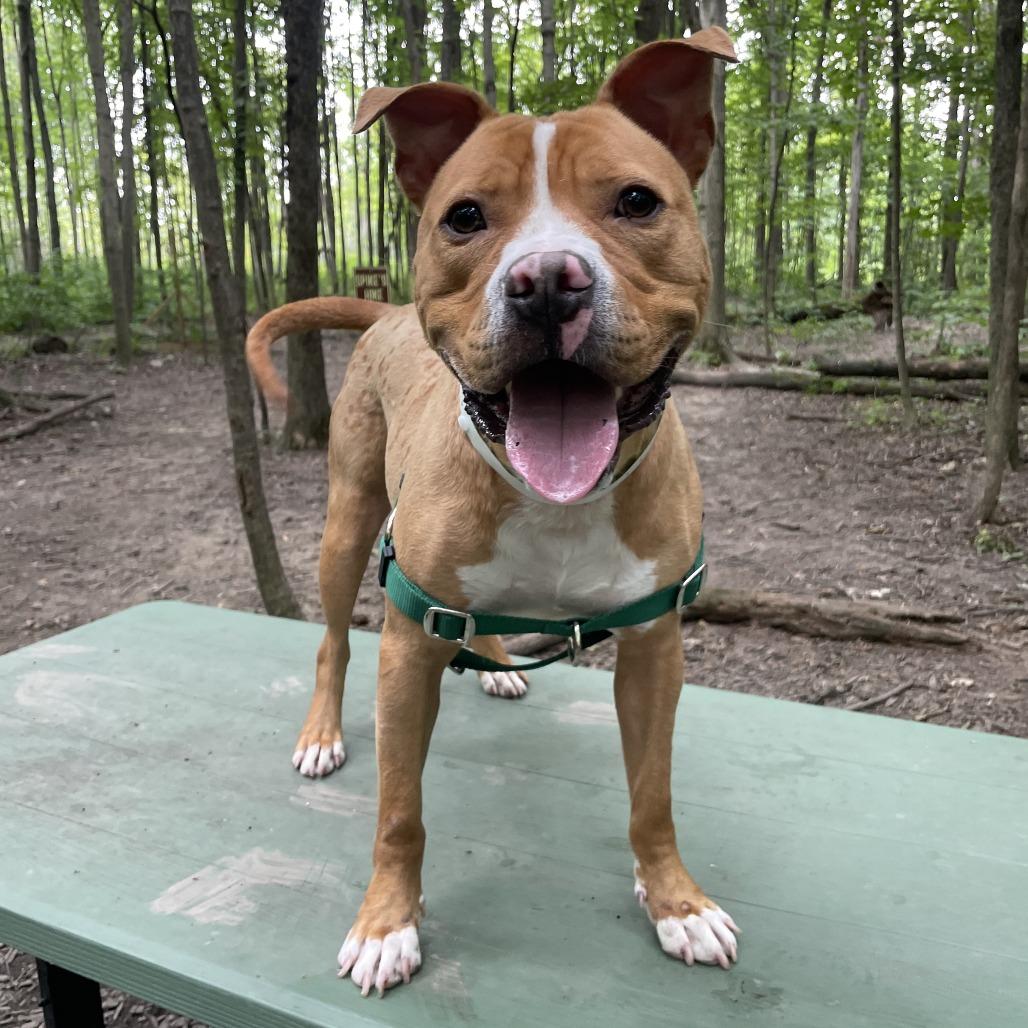 Enlarge Milo, a Adoptable Pit Bull Terrier in Fort Wayne, IN image 6/6