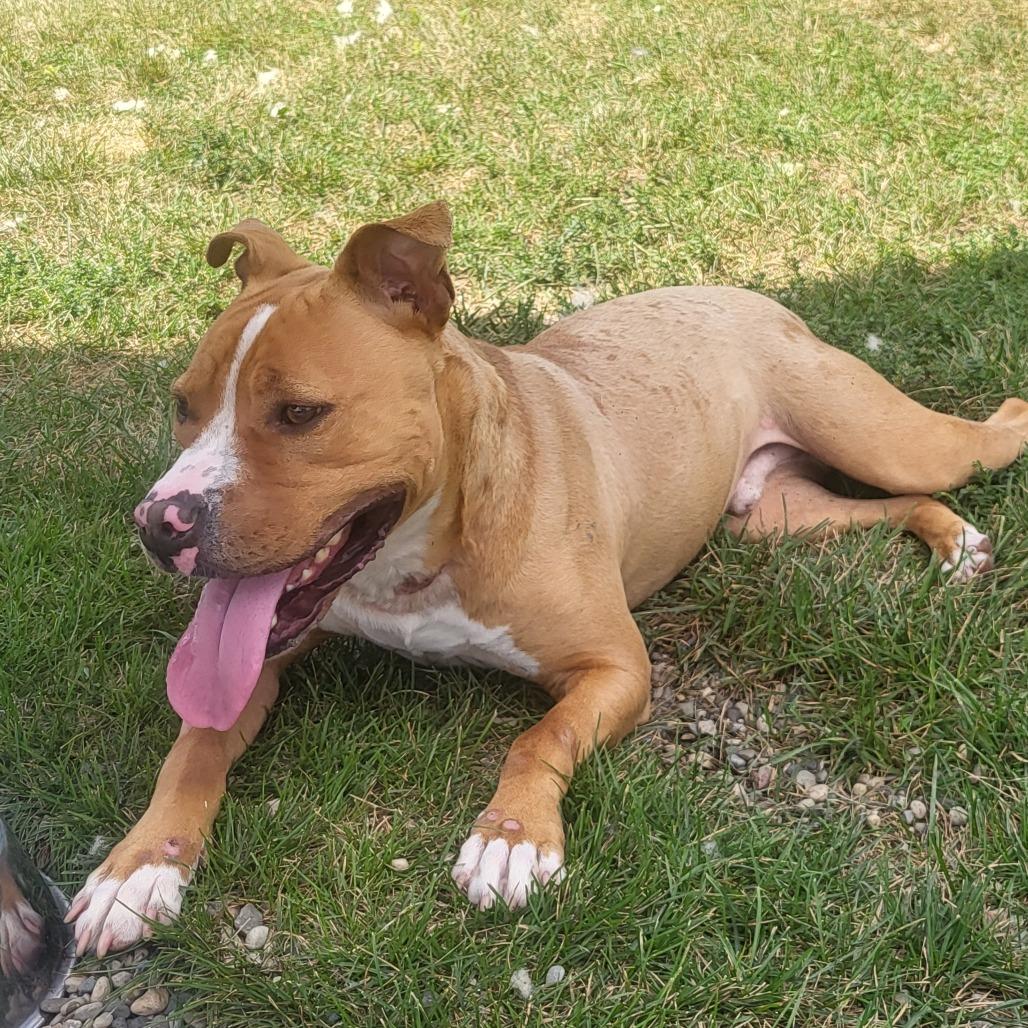 Milo, a Adoptable Pit Bull Terrier in Fort Wayne, IN image 5/6