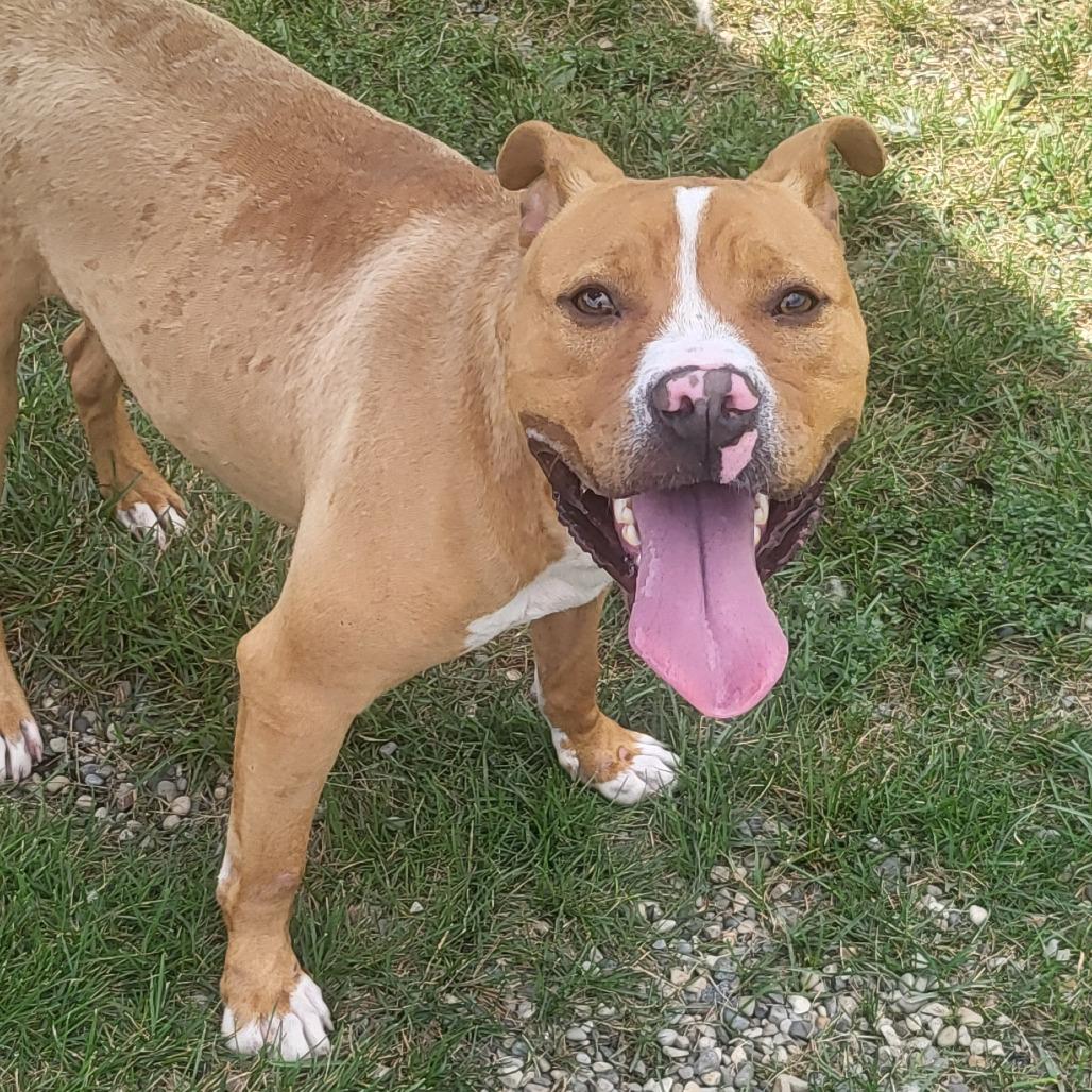 Milo, a Adoptable Pit Bull Terrier in Fort Wayne, IN image 6/6