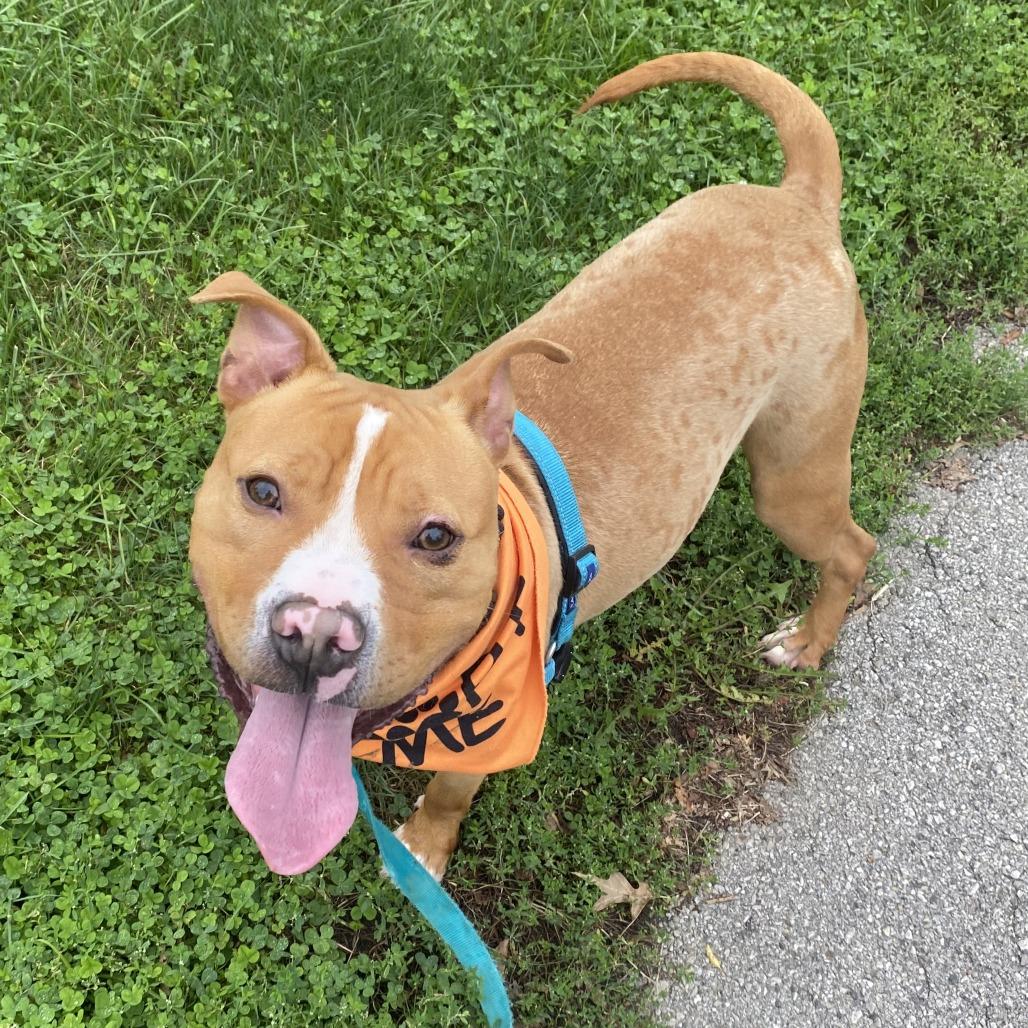 Enlarge Milo, a Adoptable Pit Bull Terrier in Fort Wayne, IN image 6/6