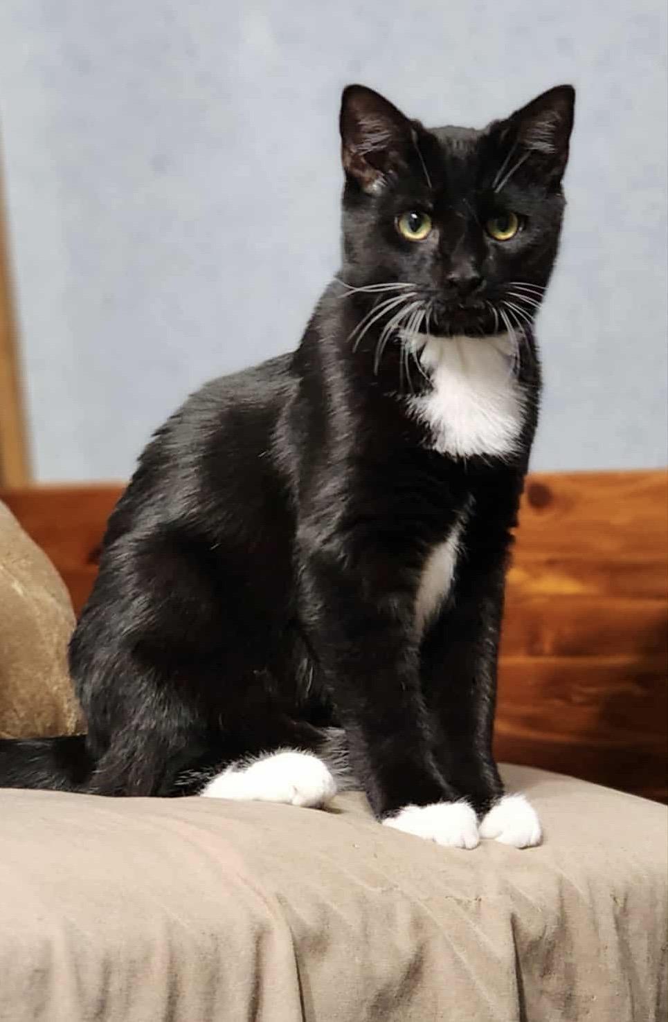 Glory, Adoptable, Young Male Domestic Short Hair.